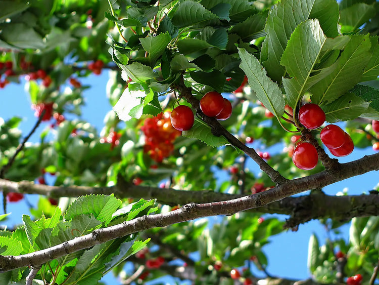 Arboriverse : Gamme Arbres Fruitiers pour professionnels