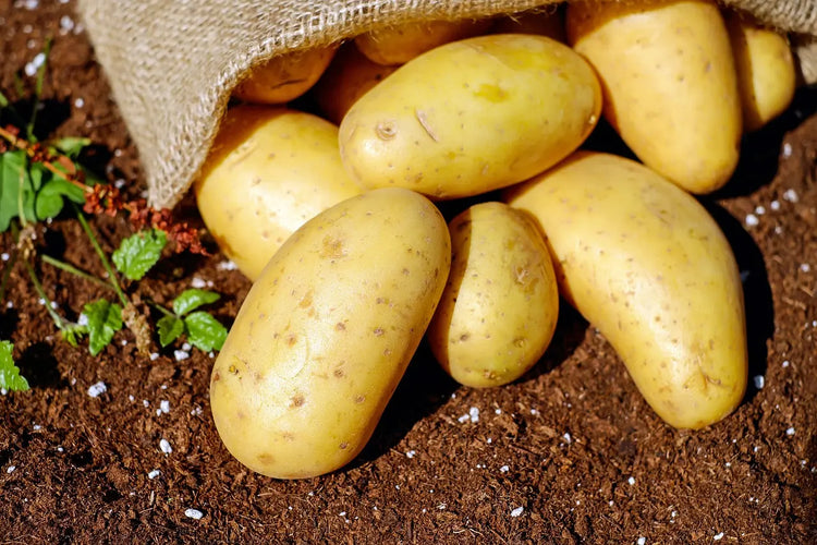 Patativerse : Gamme Plants de Pommes de terre pour professionnels