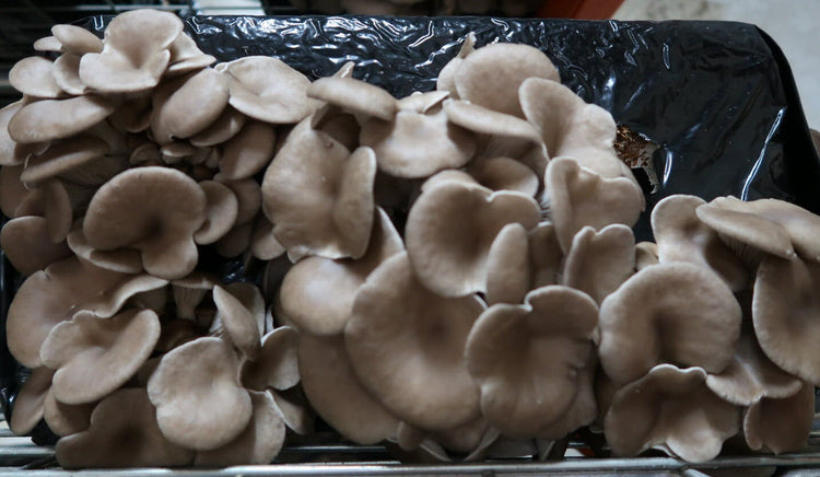 Champiverse : Gamme Substrats Champignons pour professionnels