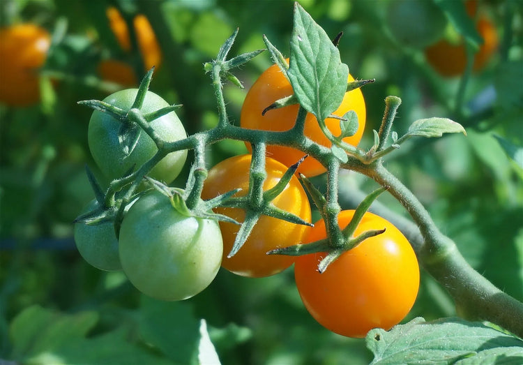 Légumiverse : Gamme de plants de Légumes pour professionnels