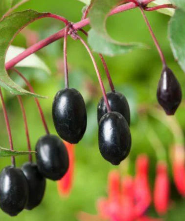 Fuschia plant with edible fruit Organic Treat / Conv