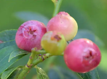 Organic Pink Lemonade Blueberry Plant / Conv