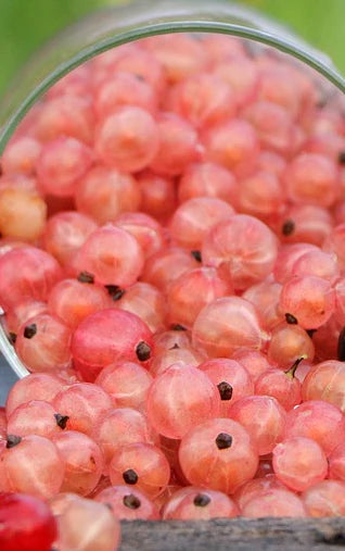 Organic Gooseberry Plant Rose de Champagnes / Conv