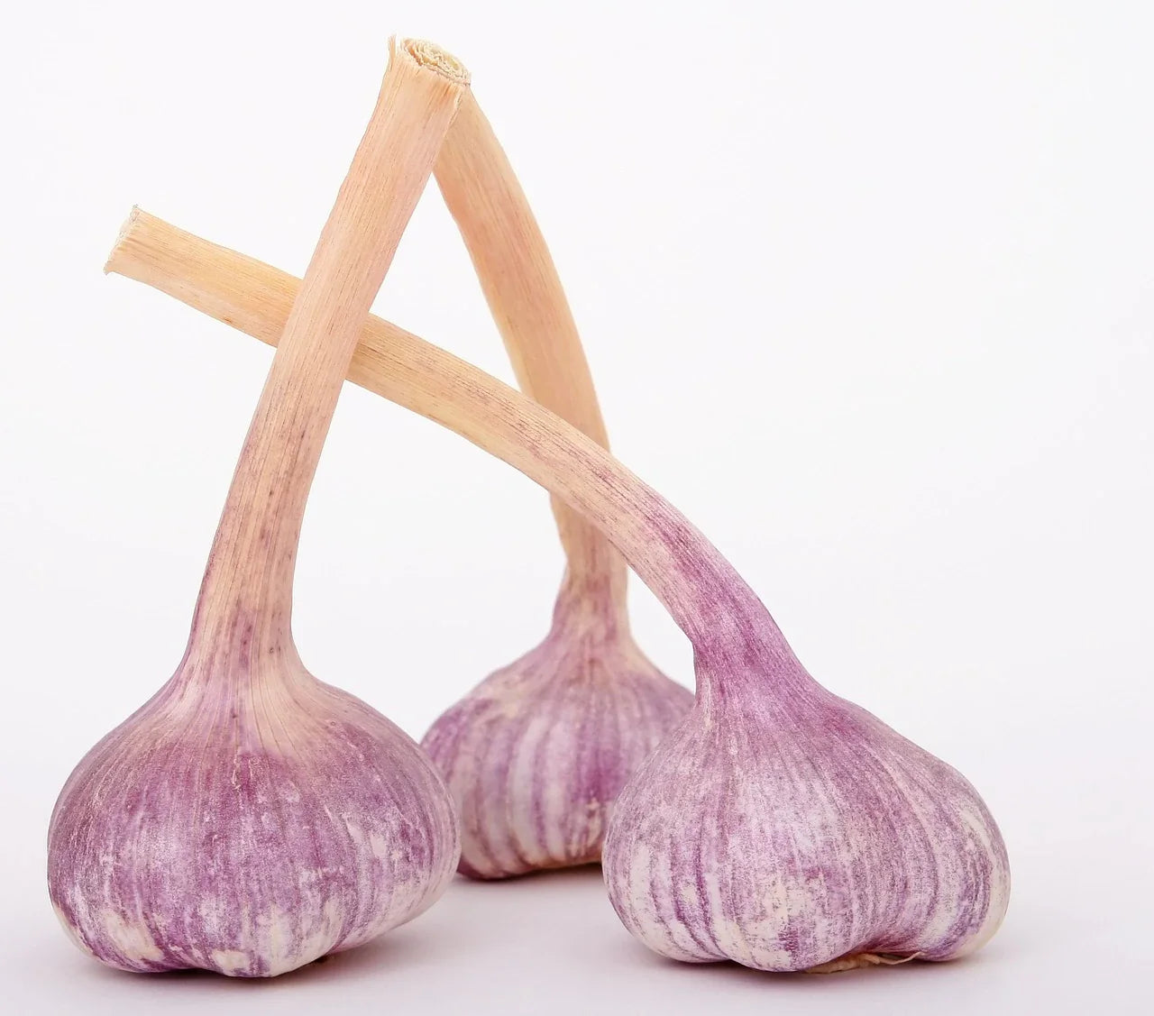 Bulbes Ail Bulbilles Ail Bio / Conv