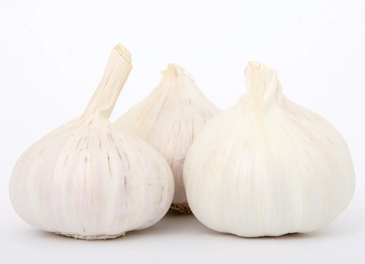 Bulbes Ail Messidor Bio / Conv