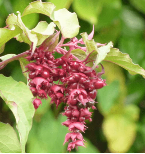 Plant Pheasant Tree Organic Pheasant Tree / Conv