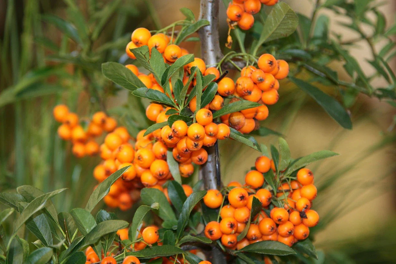 Organic Sea Buckthorn Plant Moldovia / Conv