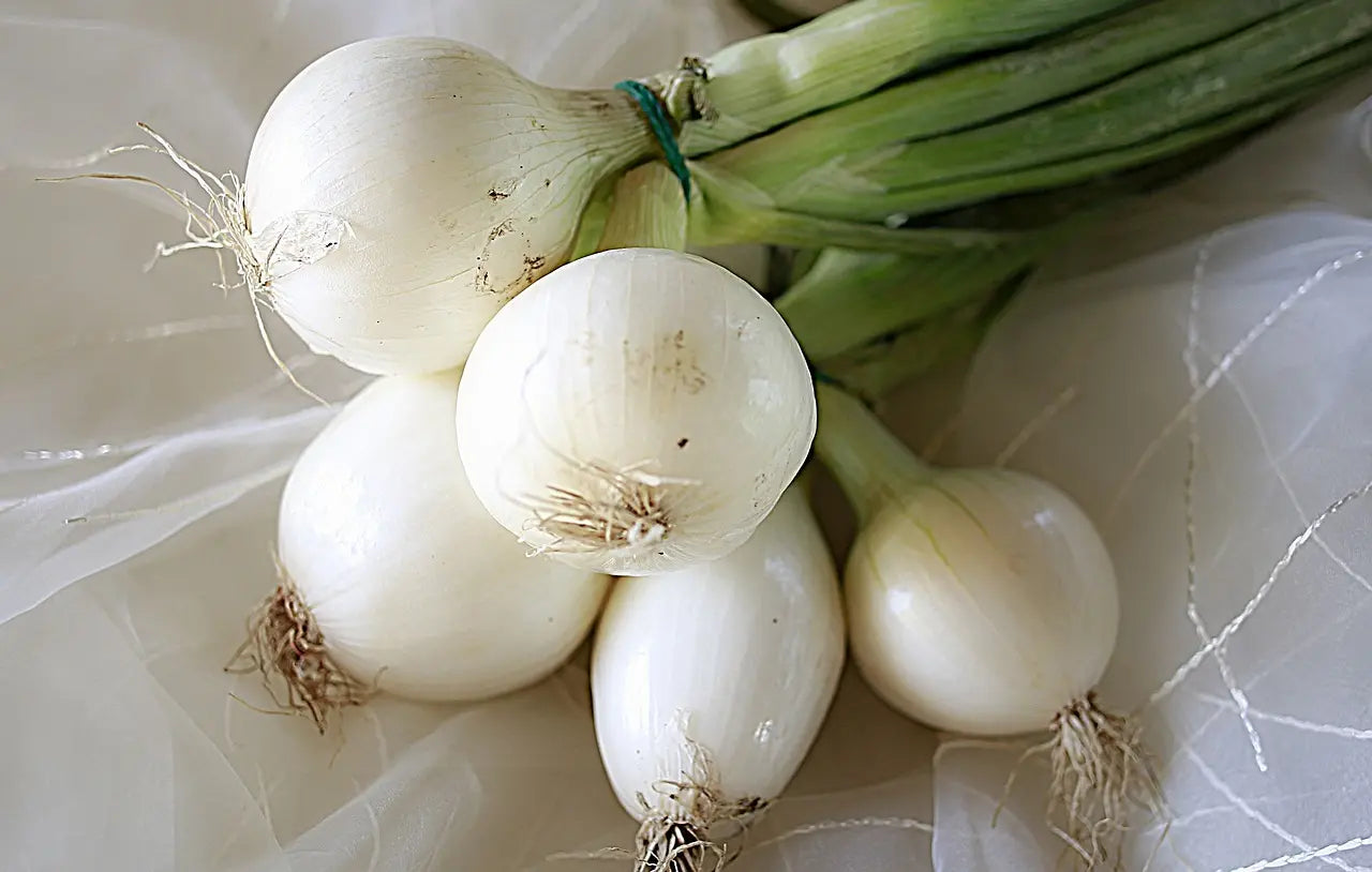Bulbes Oignons Snowball Bio / Conv