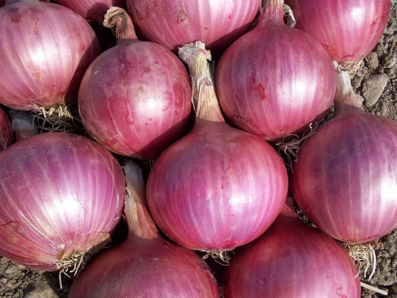 Bulbes Oignons Ptujska Rdeca Bio / Conv