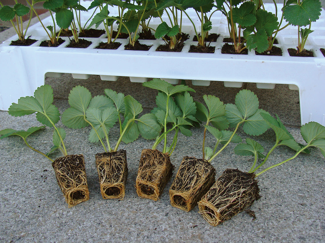 Strawberry Plant Plug / Organic Pot / Conv