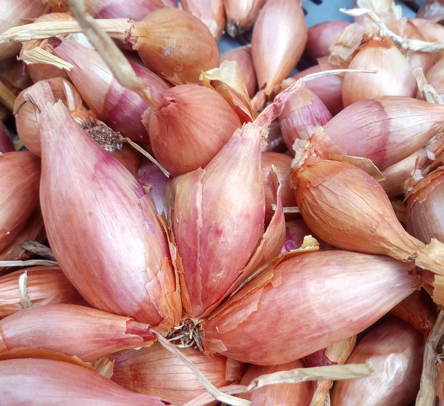 Shallot Bulbs Organic Shallot Bulbils / Conv