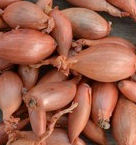 Bulbes Echalotes Mikor Bio / Conv