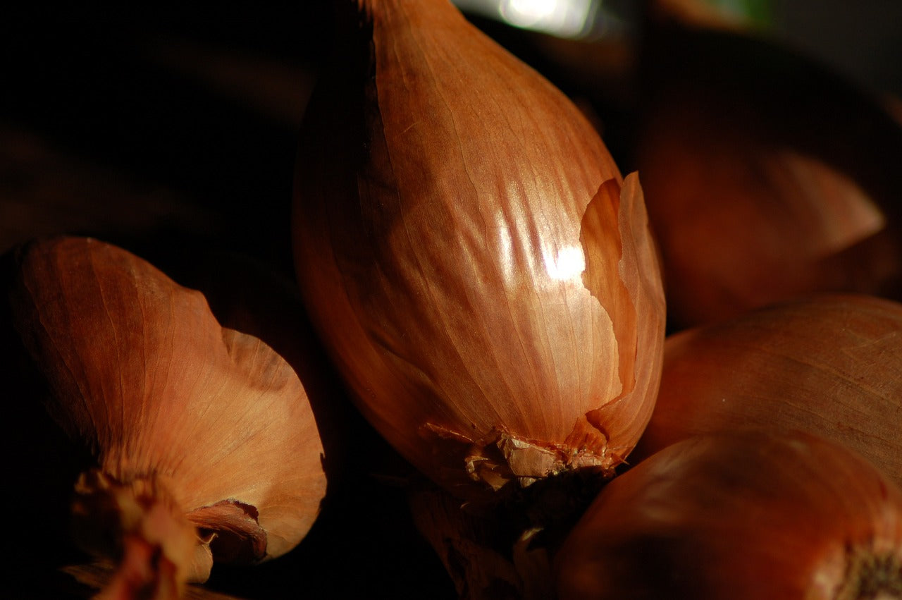 Bulbes Echalotes Golden Gourmet Bio / Conv