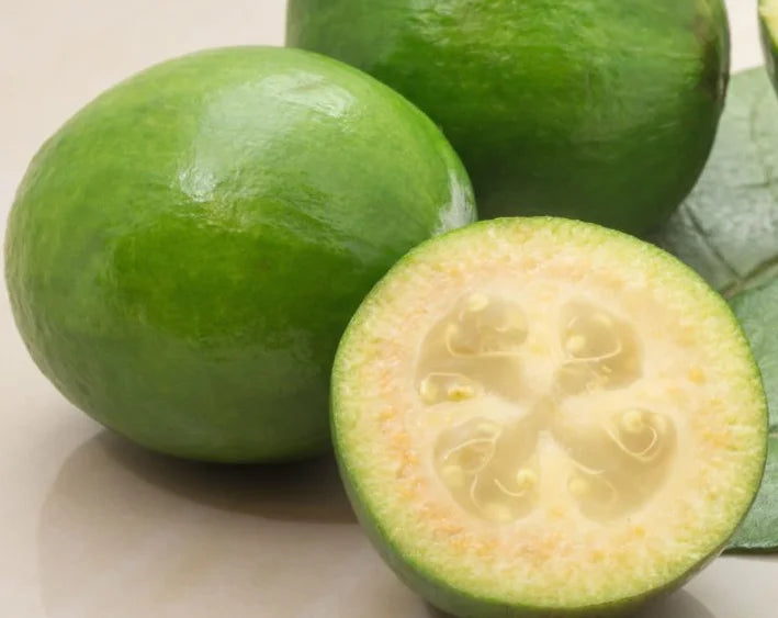 Brazilian Guava Plant Organic Brazilian Guava / Conv