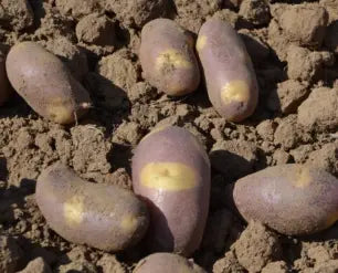 Plants Pommes de terre Wahou 25kg Bio / Conv