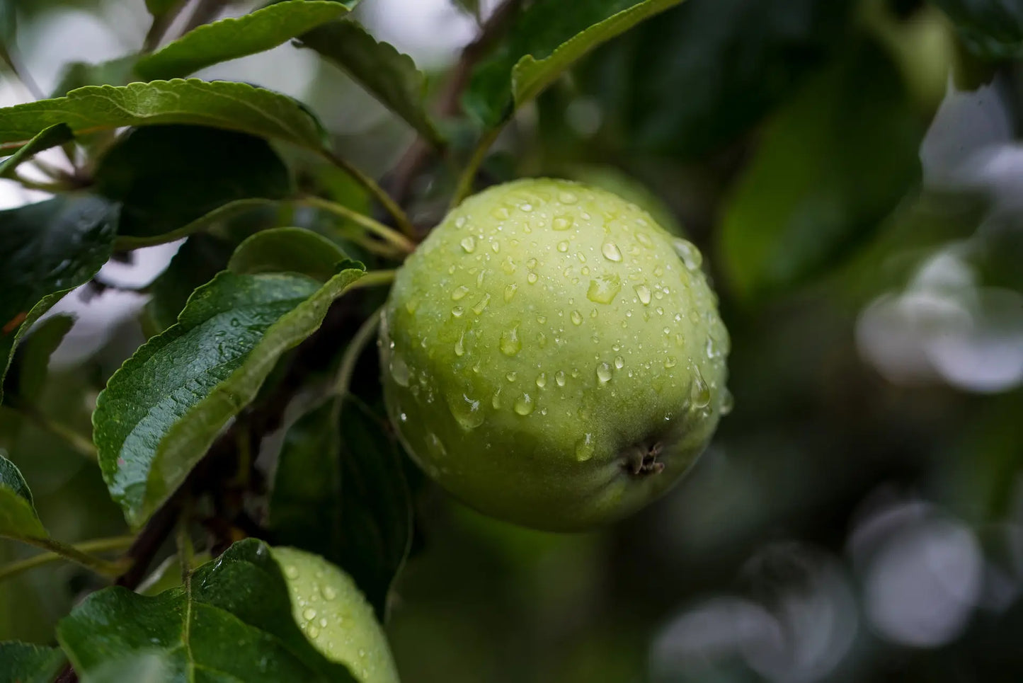 Pommier à Cidre Tête de Brebis Bio / Conv