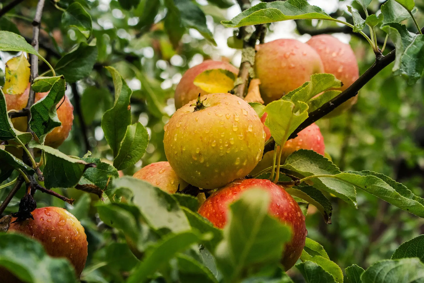 Pommier reinette d'anjou Bio / Conv