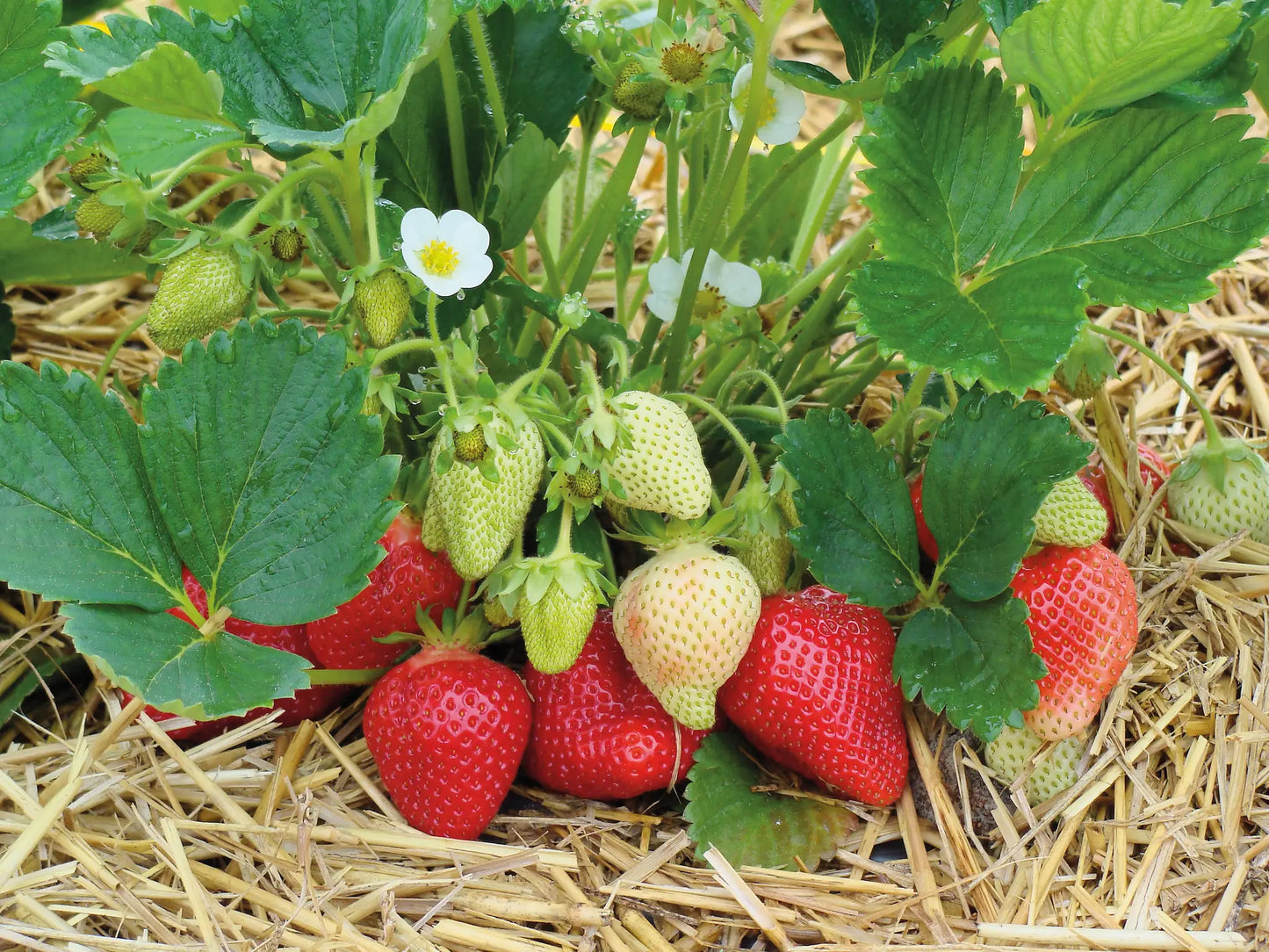 Organic Alba Strawberry Plant / Conv