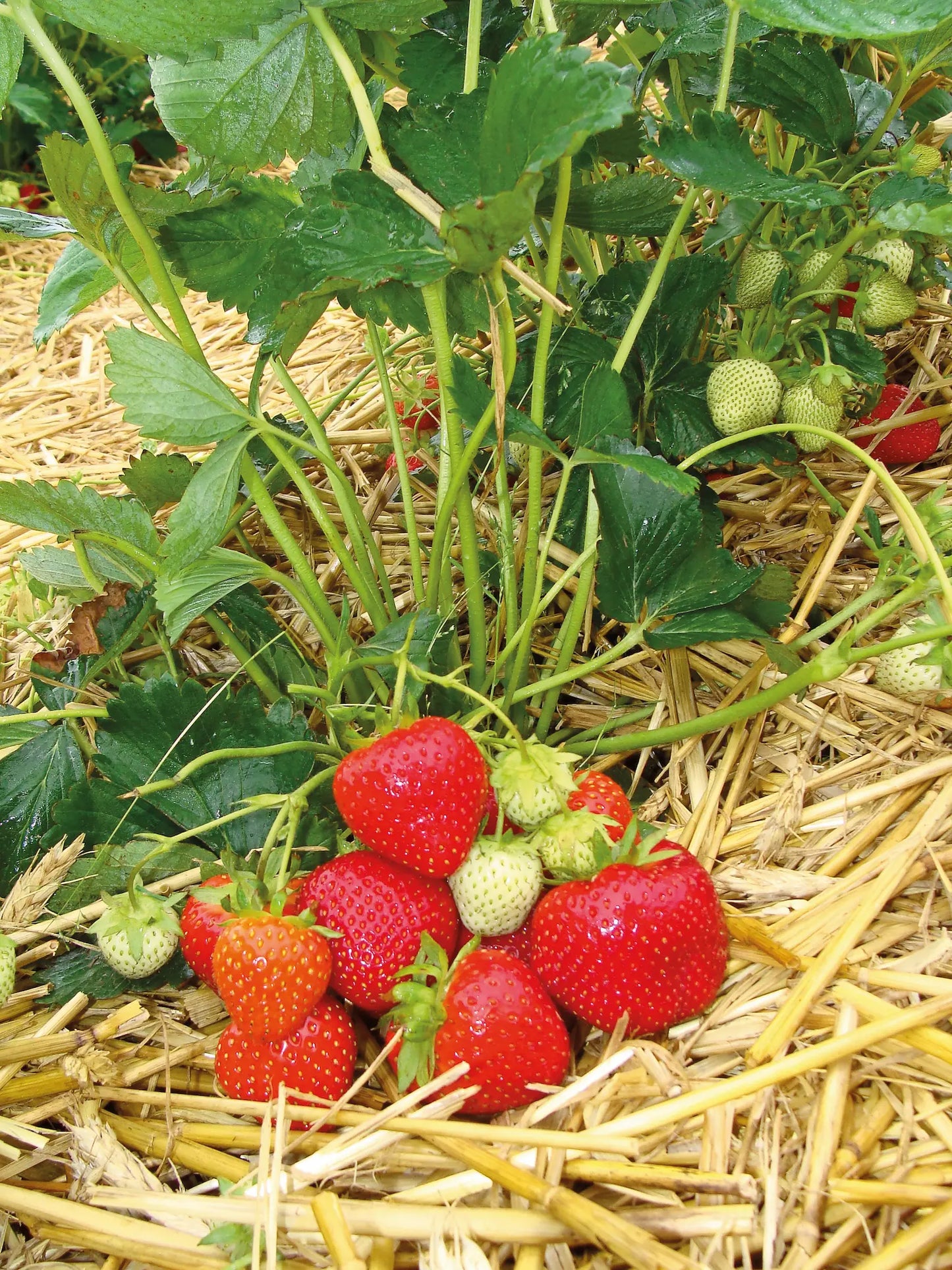 Allegro Bio Strawberry Plant / Conv