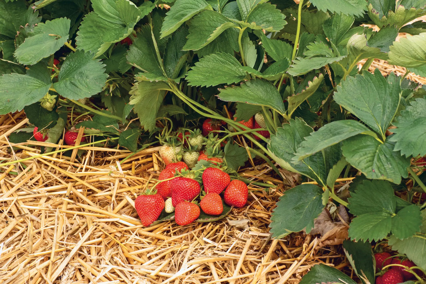 Aprica Organic Strawberry Plant / Conv