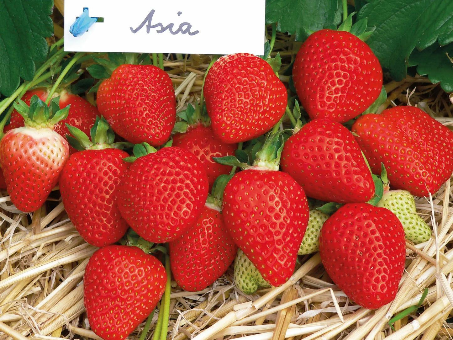 Organic Asian Strawberry Plant / Conv
