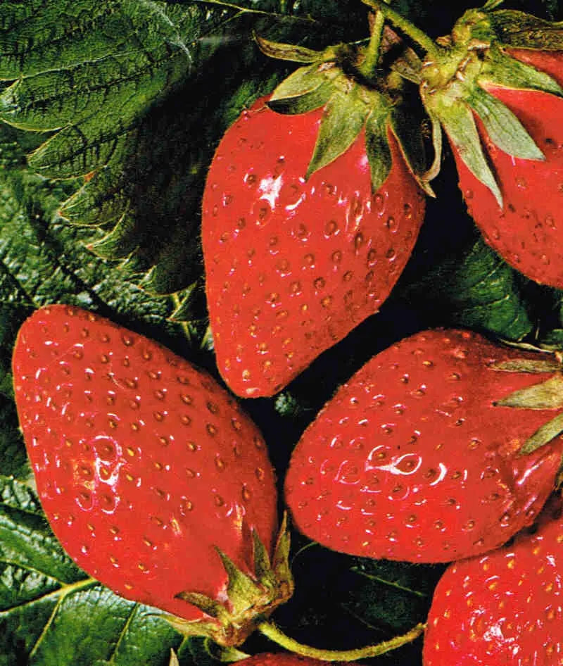 Belrubi Organic Strawberry Plant / Conv