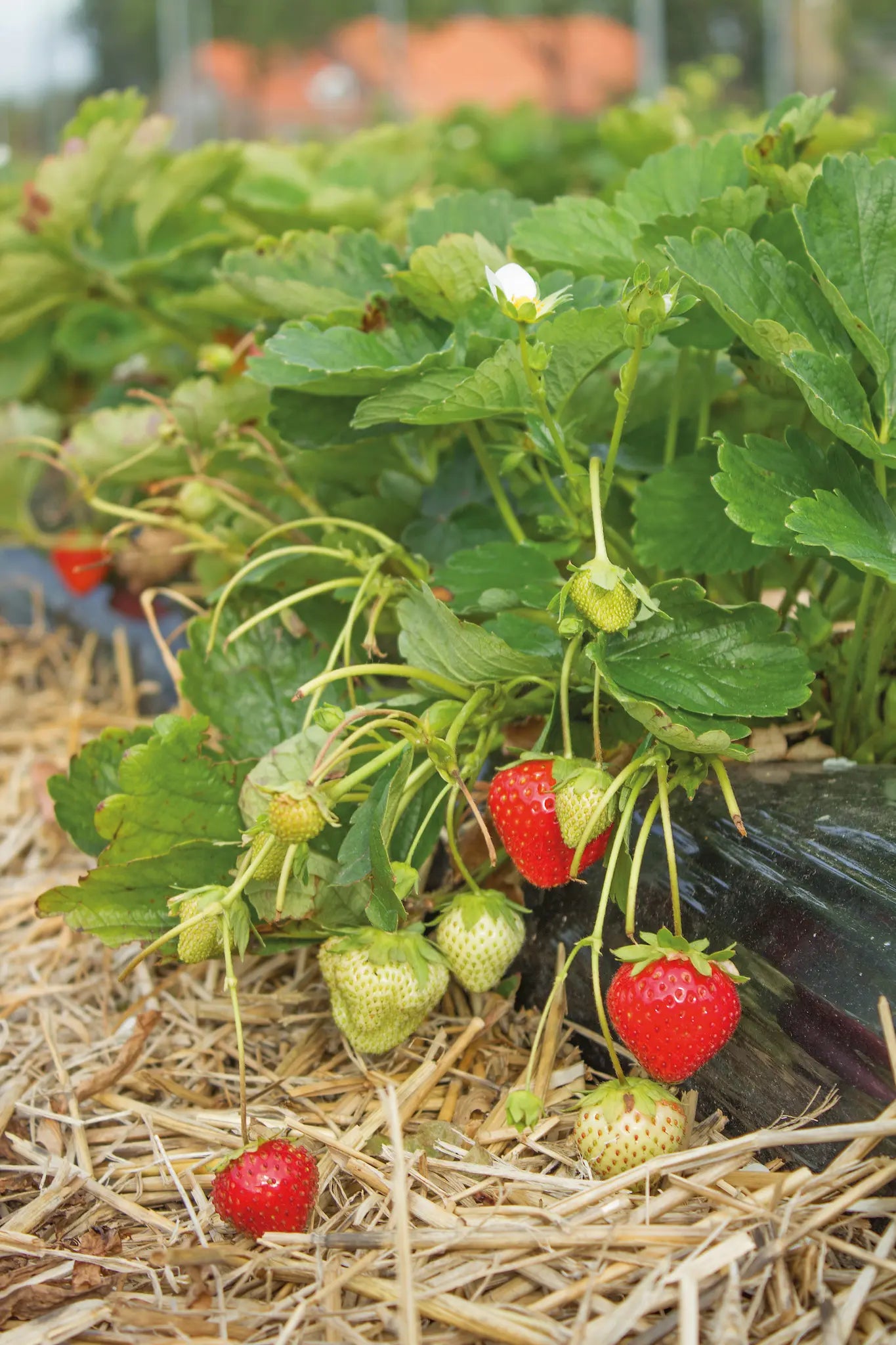 Bravura Bio Strawberry Plant / Conv