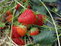 Organic Charlotte Strawberry Plant / Conv