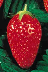 Organic Cigaline Strawberry Plant / Conv