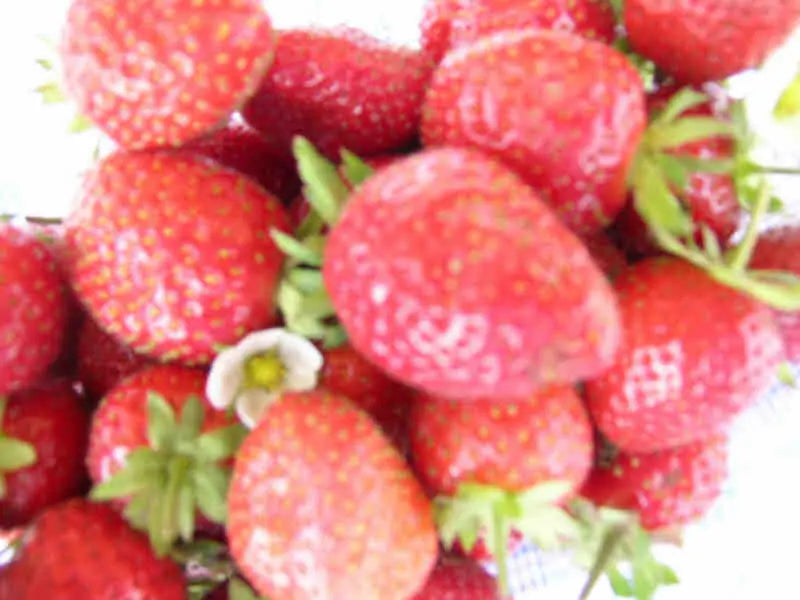 Cirano Organic Strawberry Plant / Conv