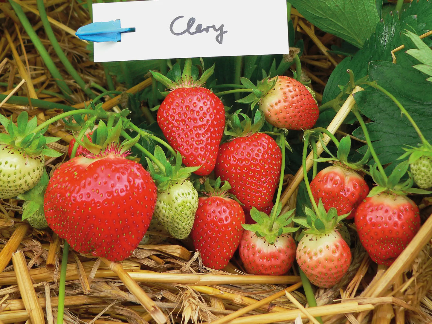 Clery Bio Strawberry Plant / Conv