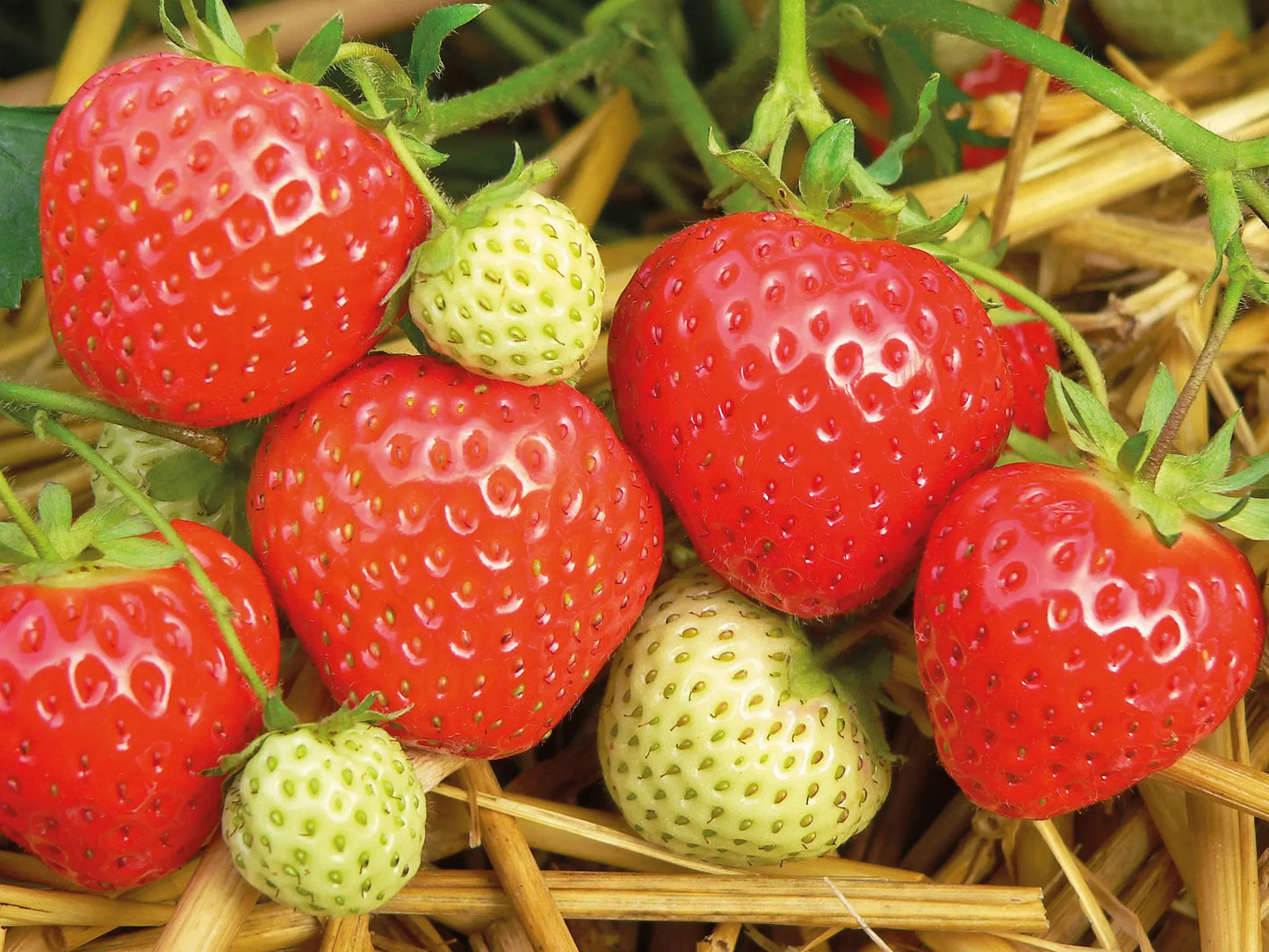 Organic Elegance Strawberry Plant / Conv