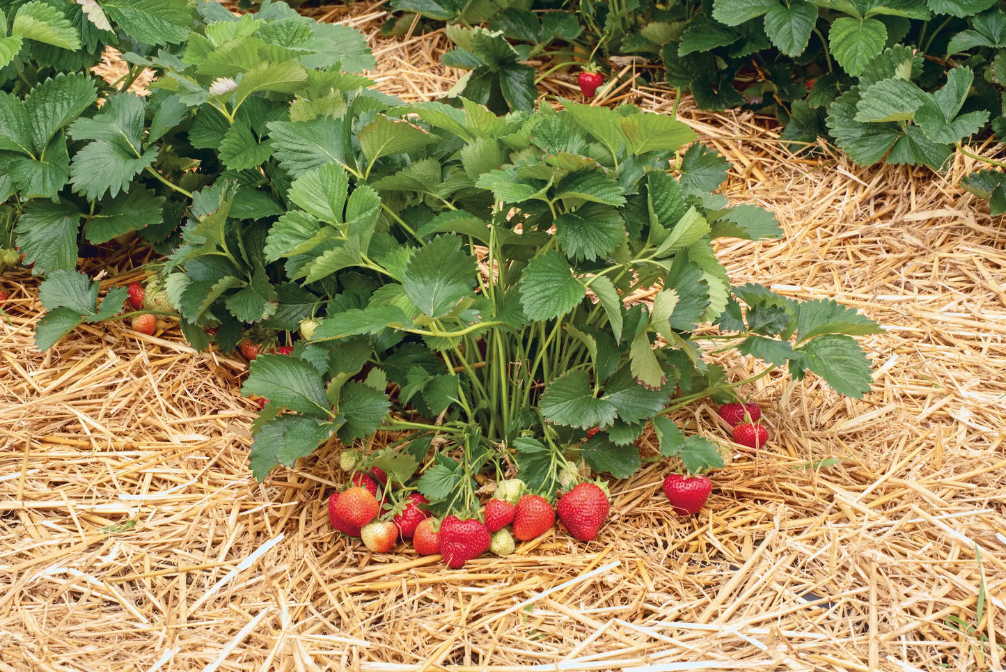 Falco Bio Strawberry Plant / Conv