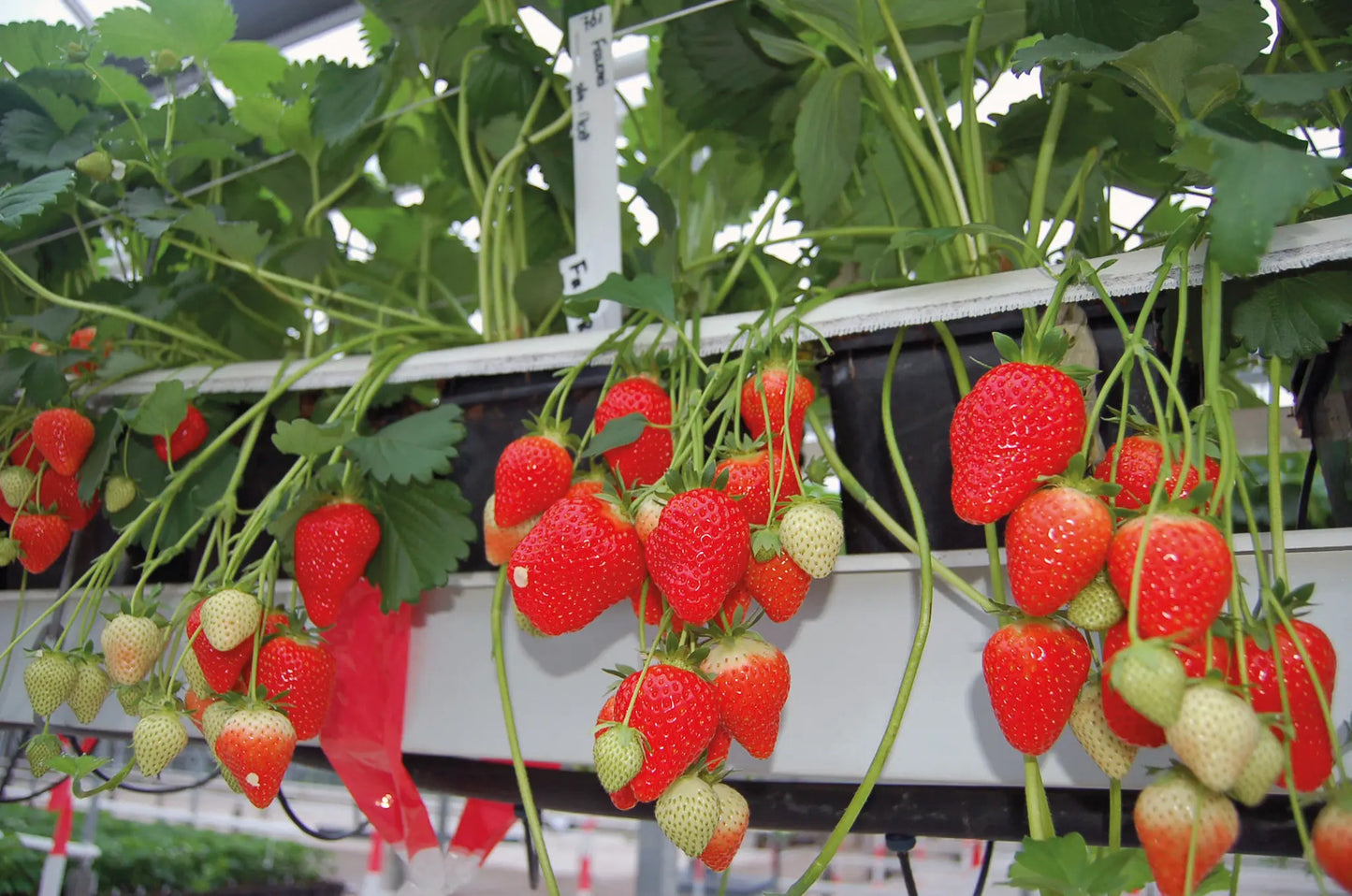 Favorite Organic Strawberry Plant / Conv