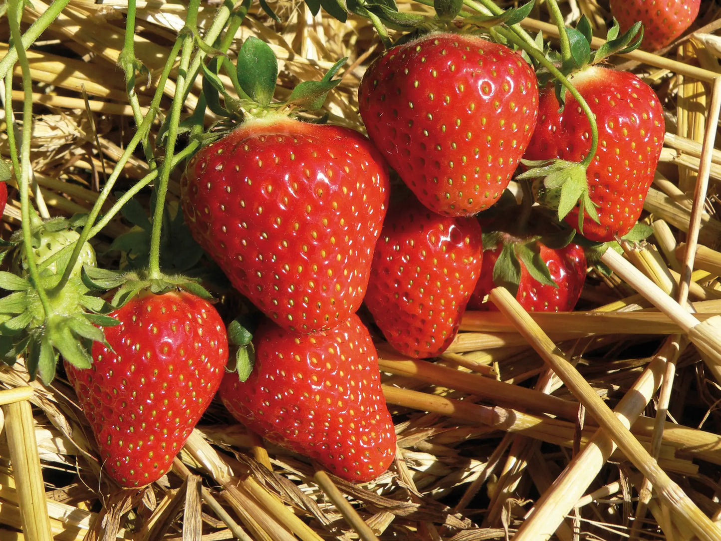 Flair Bio Strawberry Plant / Conv