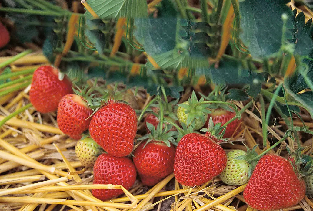 Organic Florence Strawberry Plant / Conv