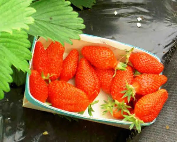 Organic Gariguette Strawberry Plant / Conv
