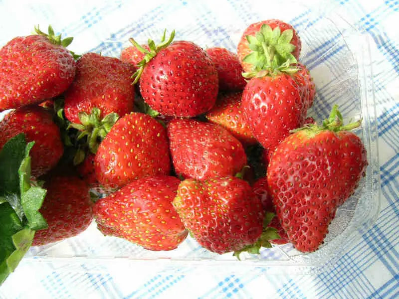 Organic Gento Strawberry Plant / Conv