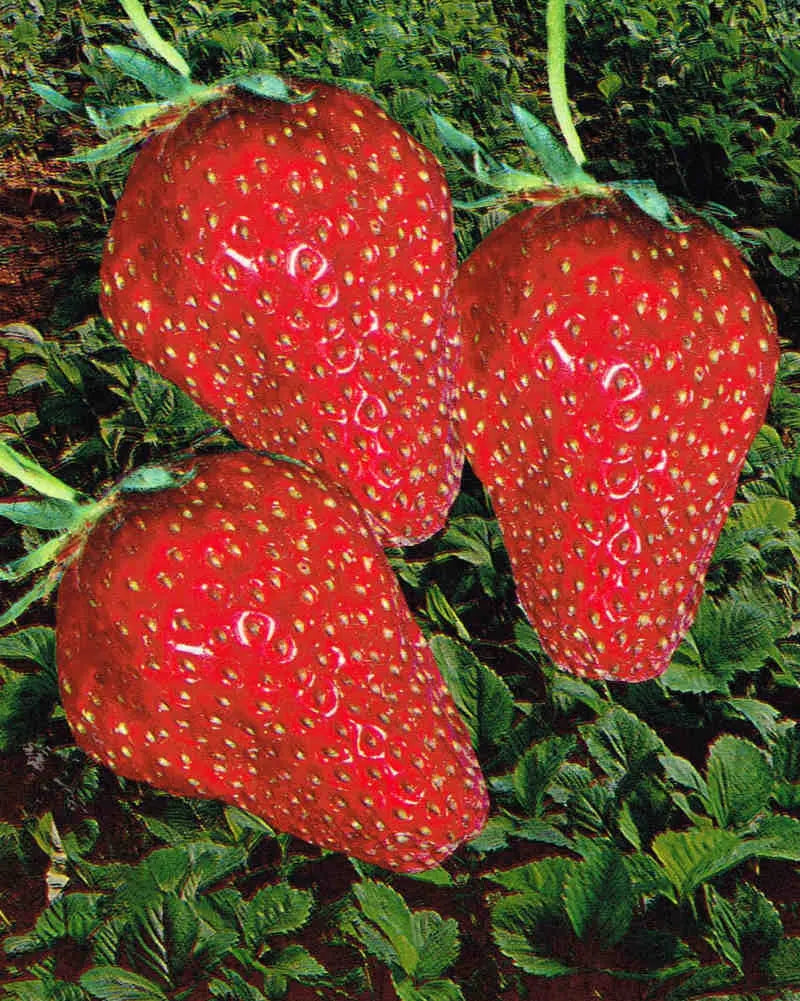 Organic Gorella Strawberry Plant / Conv