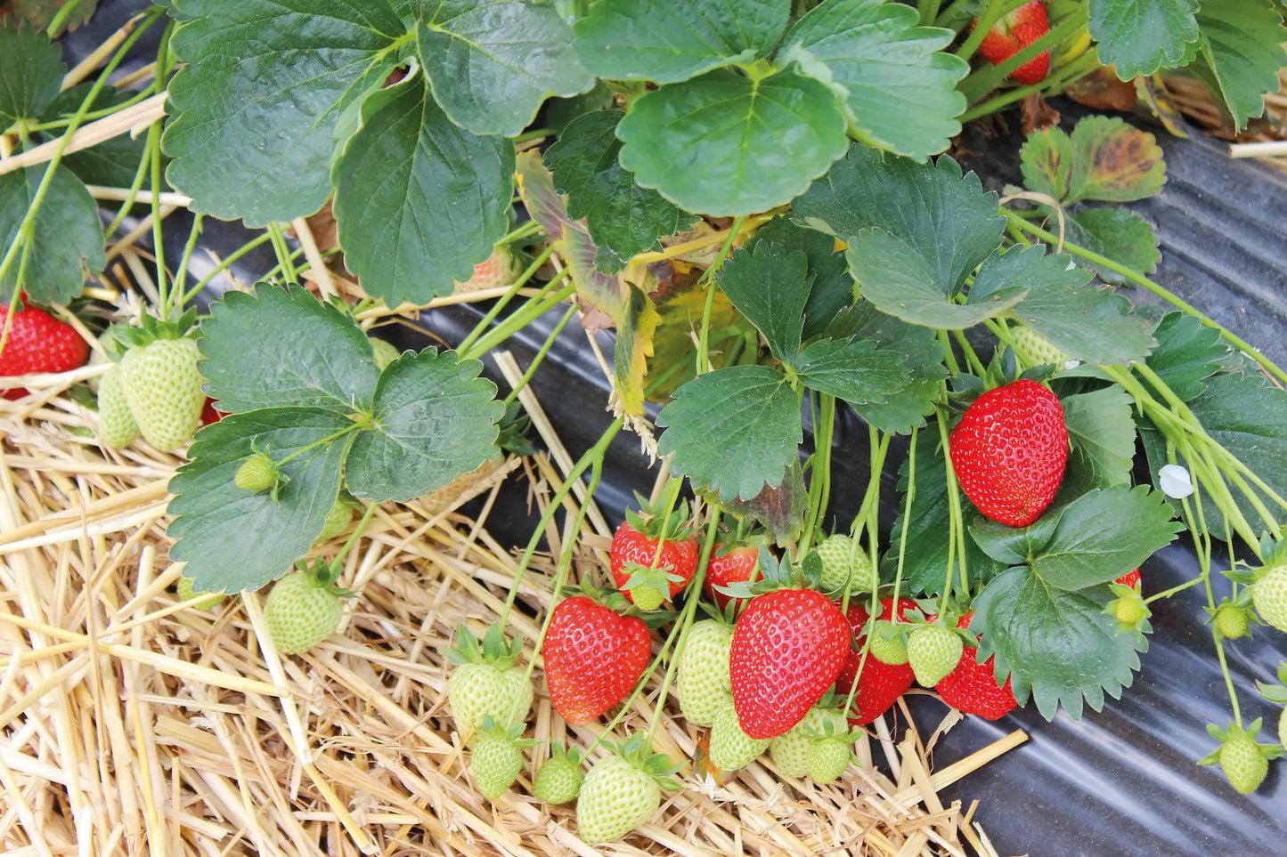 Hademar Organic Strawberry Plant / Conv