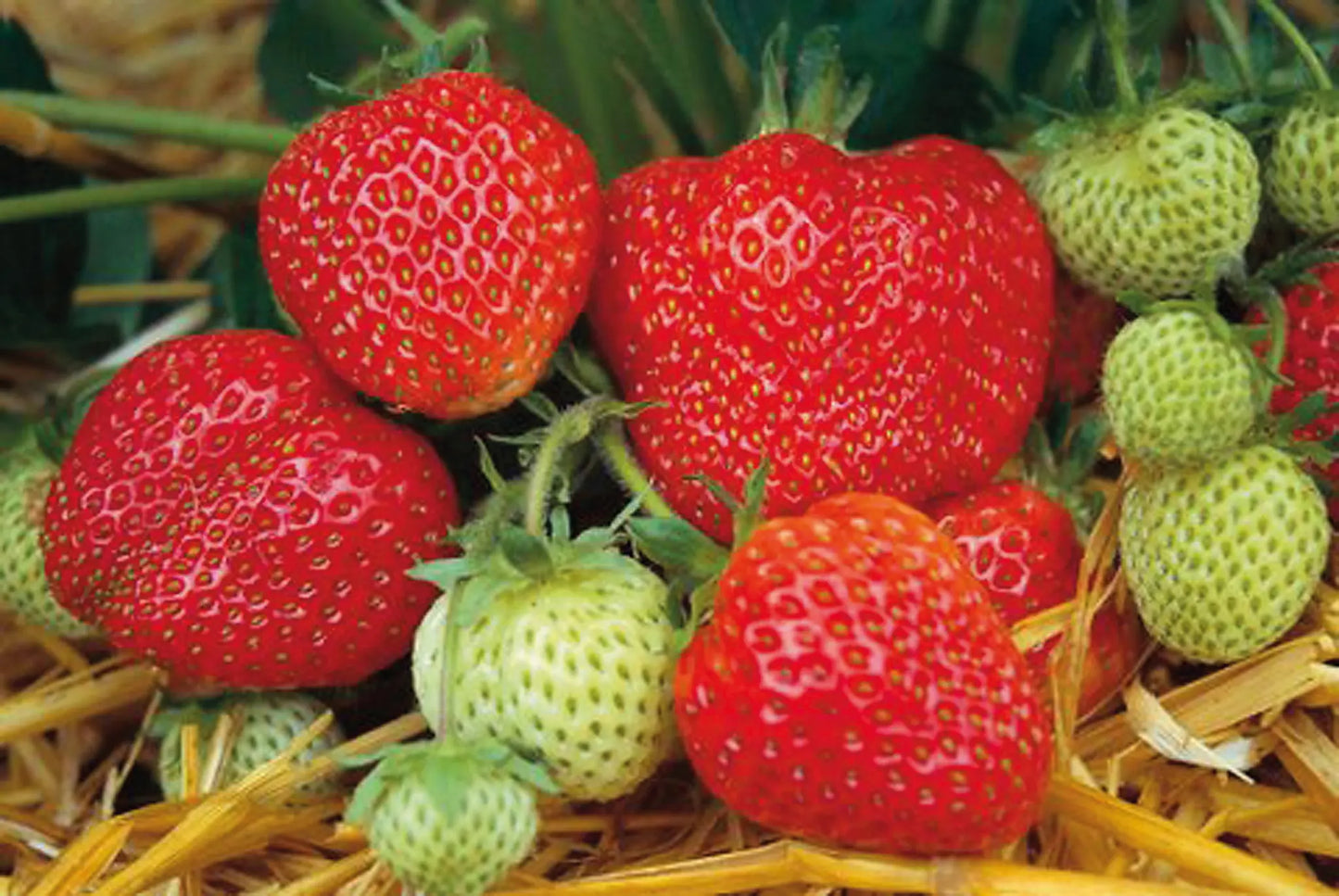 Organic Honeoye Strawberry Plant / Conv