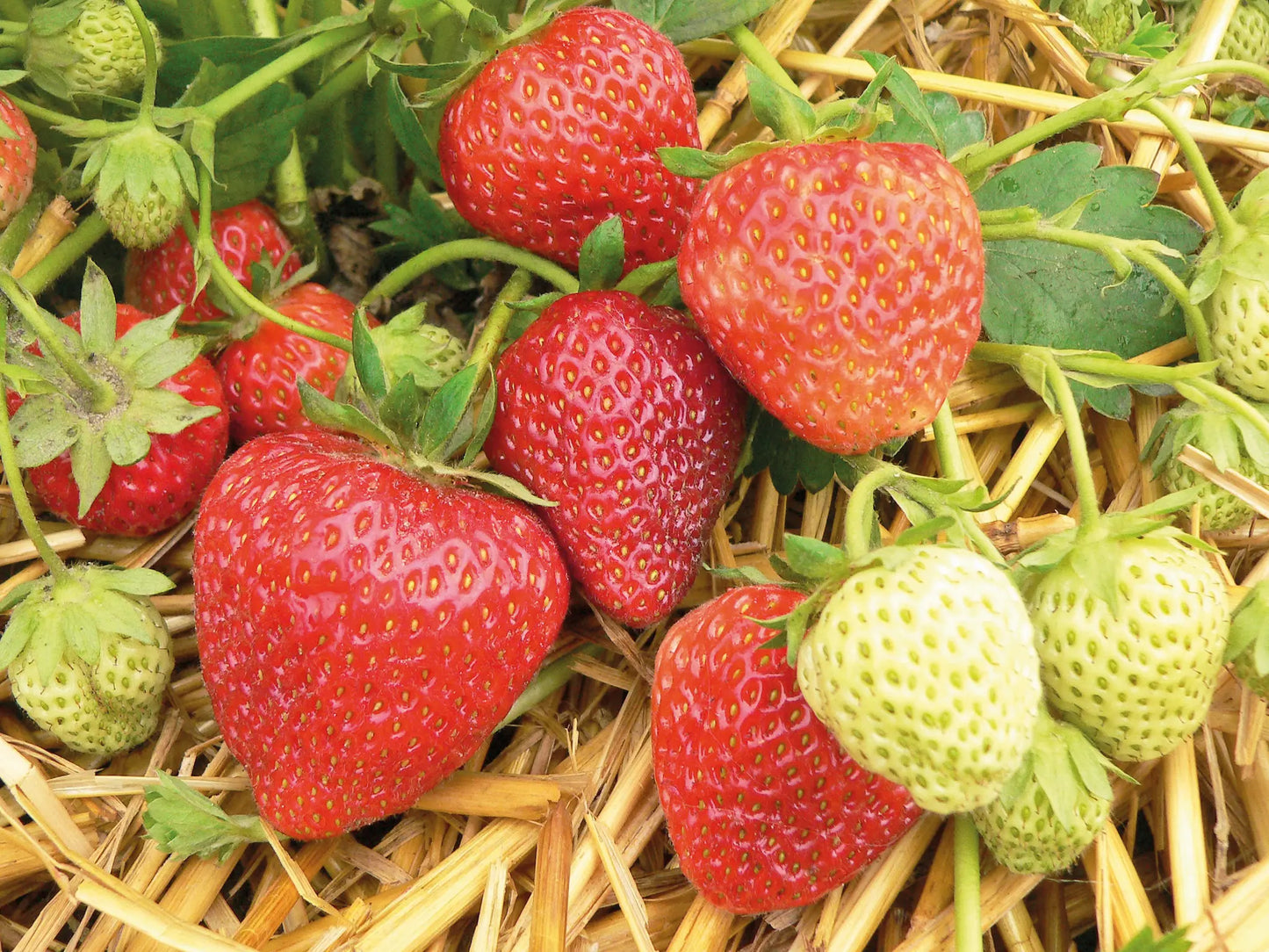 Organic Korona Strawberry Plant / Conv