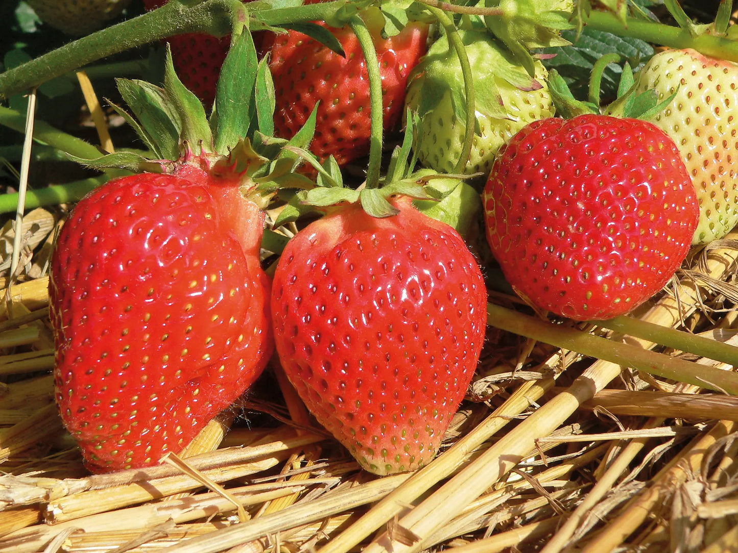 Organic Lambada Strawberry Plant / Conv