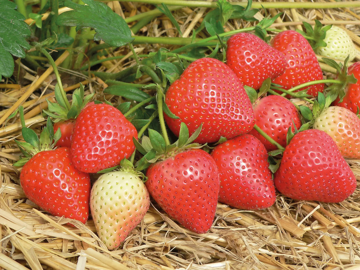 Plant Fraisier Malling Centenary Bio / Conv