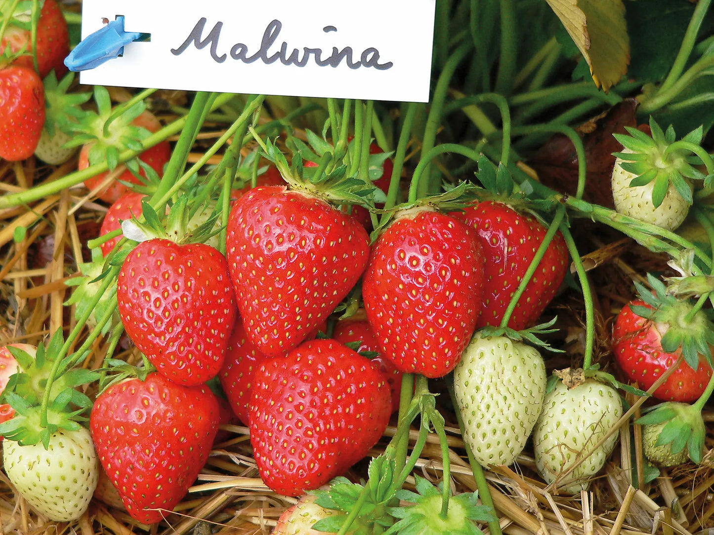 Malwina Organic Strawberry Plant / Conv