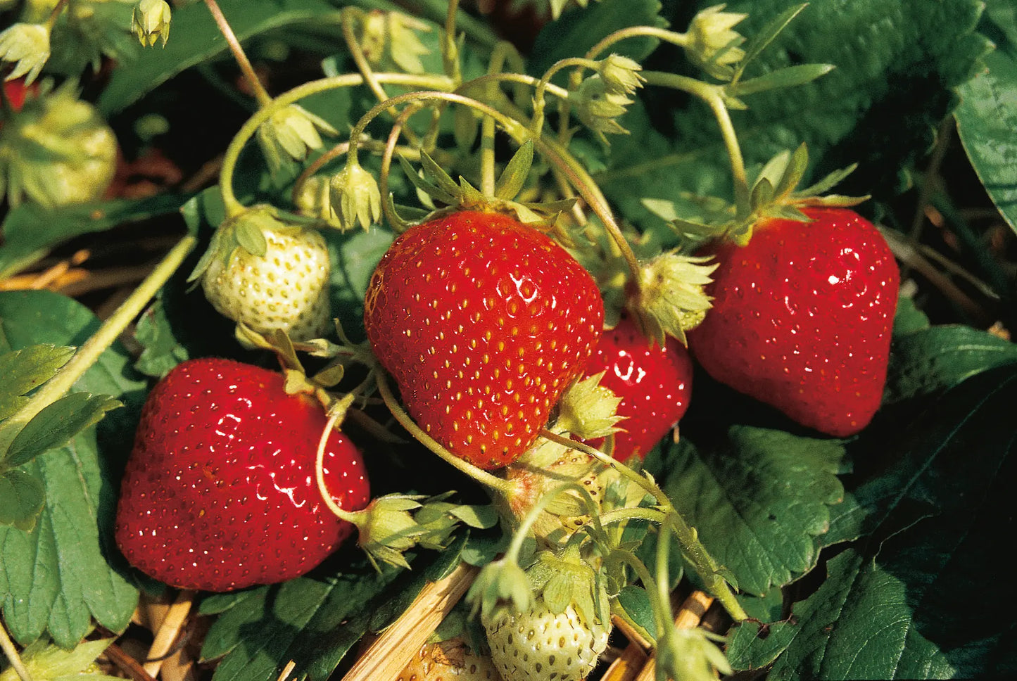Organic Mara des Bois Strawberry Plant / Conv