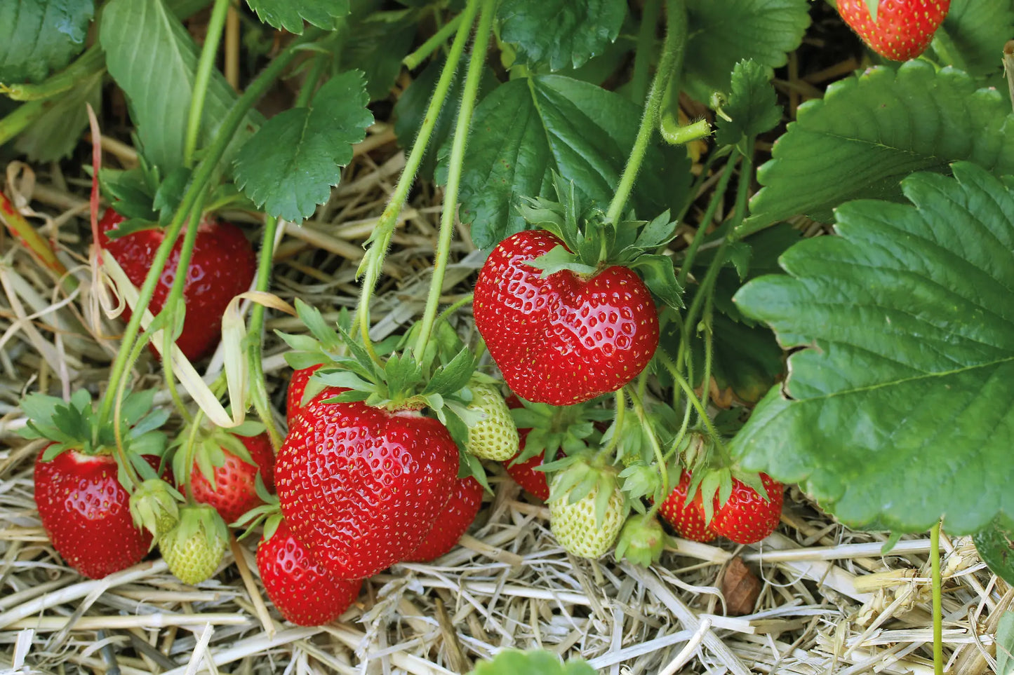 Marieka Organic Strawberry Plant / Conv