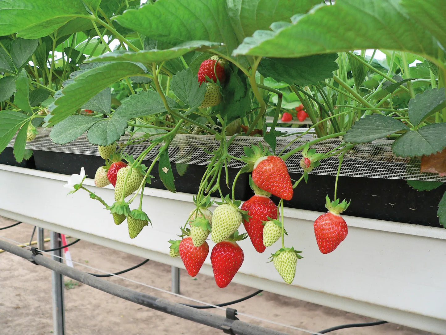 Organic Murano Strawberry Plant / Conv
