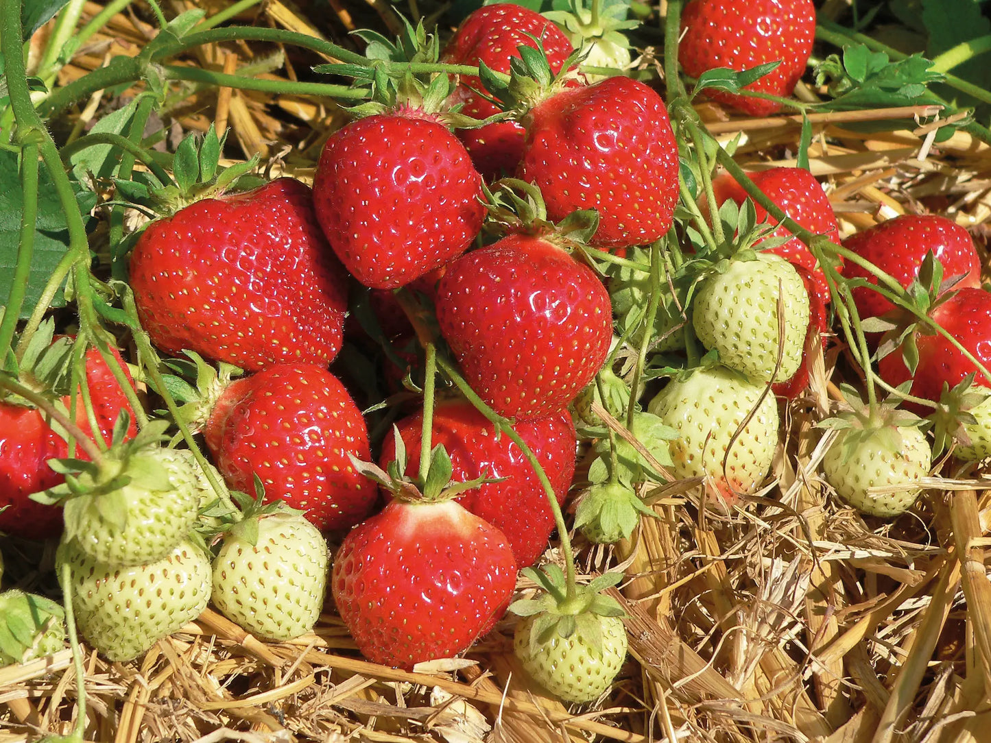 Organic Polka Strawberry Plant / Conv