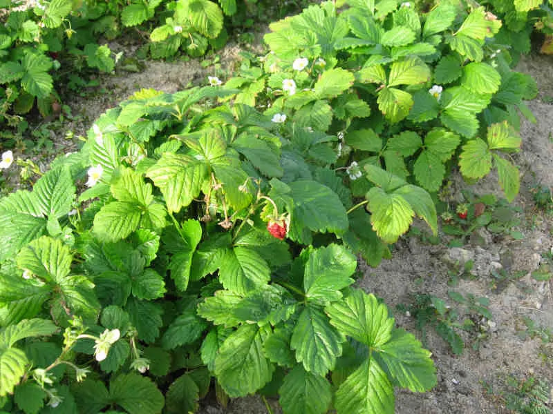 Organic Queen of the Valleys Strawberry Plant / Conv